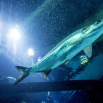 100 percent free Fruits Server Online game: Listing of Better Fresh Mugshot Madness online slot fruit Harbors to experience enjoyment